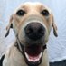 Trooper (@k9_obi_wan) Twitter profile photo Trooper (@k9_obi_wan) Twitter profile photo