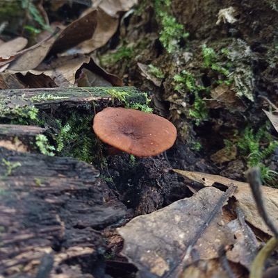 GleniaRoxana's profile picture. Serenidad y paciencia. Pacifismo.