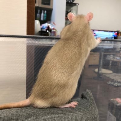 ねさんのプロフィール画像
