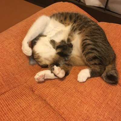 基本的に交互フォロしてます😌 ゲームが好きで、 モンハンサンブレイクやってました! 最近はアニメを観るのにハマっていて、 オススメあれば教えて下さいなー🤲 皆様よろしくお願いします