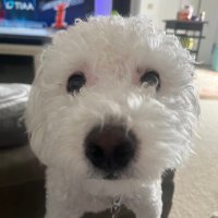 Susan (@suzee_q) 's Twitter Profile