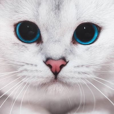 maisetay's profile picture. Se eu fosse um animal, seria um gato.       

Temos surtos sobre livros, surtos sobre ansiedade, surtos de estresse e surtos dos três.

A/Ela/-a
