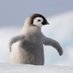 penguins (@PinguinoChico1) Twitter profile photo