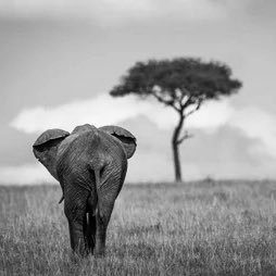 v_twin1414's profile picture. 