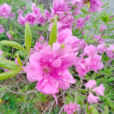 🌼讃岐生まれで饂飩大好き🎶
🌼綺麗な花を愛でる昭和男🎶
🌼歌手 朝花美穂さん を応援してます🎶
💮ベルばら４強時代の宝塚歌劇ファン
 「霧深きエルベのほとり」は忘れられないな🎶
🌸学生時代は映画大好き、ジェーンフォンダの「キャットバルー」やラクウェルウェルチの「ミクロの決死圏」などのＢ級映画いいね🎶