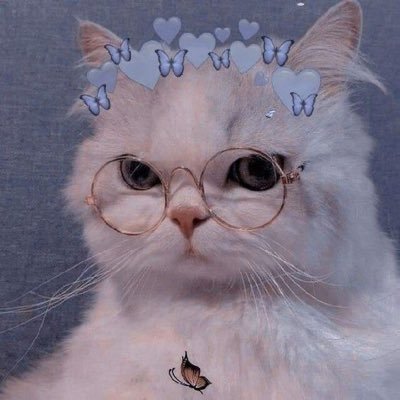 cat__miiau's profile picture. Nova por aqui