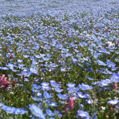 ShoHiroumi's profile picture. 大阪で働くお医者さん。趣味はクイズ。これまでの出演番組は『クイズサバイバー』『頭脳王』『Qさま!』『東大王』など。クイズ普及活動のため生き返りました。インスタもはじめました