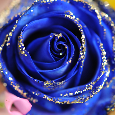 Blue_Flame_Rose Profile Picture