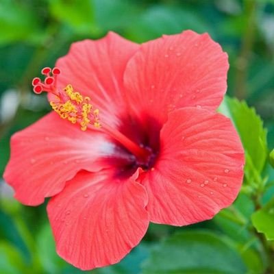 hibiscus_snow Profile Picture