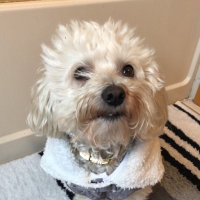 ChewSiegs's profile picture. MN, Skol Vikes