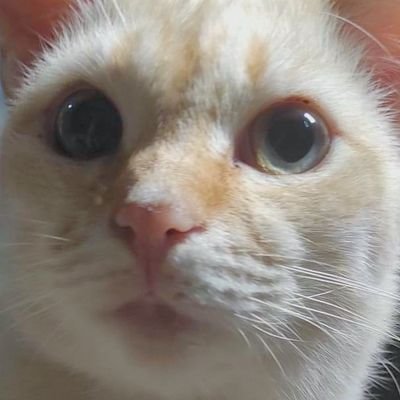 AreoleOmegaさんのプロフィール画像