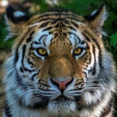 GMeowser's profile picture. 