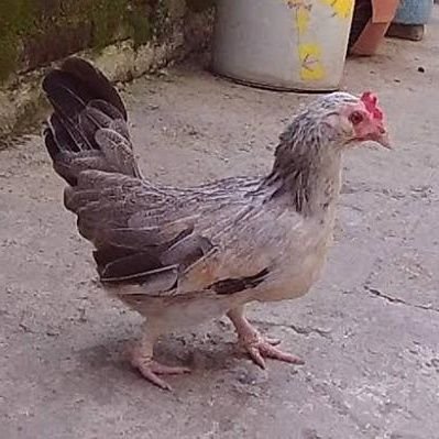 regarcian's profile picture. 