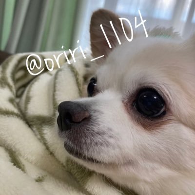 oriri_1104's profile picture. ロングコートチワワのリリです🐕 とてもおとなしい女の子です🐶 僧帽弁閉鎖不全症のため投薬治療中 ゆる〜い日常を親バカ全開で記録していきます！#おリリの日常