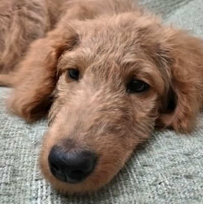 pinachan's profile picture. 旅 行、地理地学、乗り鉄✈️、美術館・博物館、橋・建物、たまに山や温泉。
DM2型→DSLT2阻害薬、網脈絡膜萎縮。
家業は歯科医院(手伝ってない)。