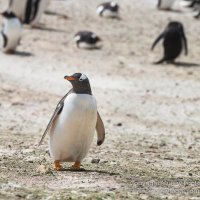 desertpenguin🇬🇧🐧 (@desertpenguin68) 's Twitter Profile