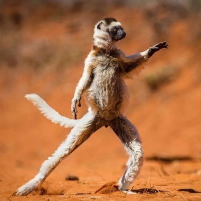 HayvanlarHarika's profile picture. 