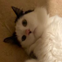 squid (@squ2d) 's Twitter Profile