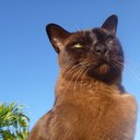 Sue Morton - @derisley - Twitter