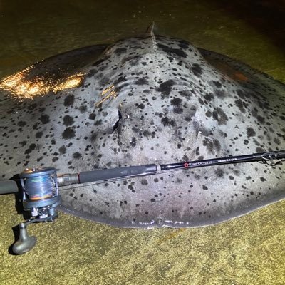 1728WO's profile picture. 東海大学海洋学部/2C/静岡/釣魚部/ 無言フォロー失礼します