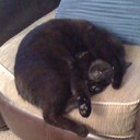 Natalie Howes - @Merlinator - Twitter