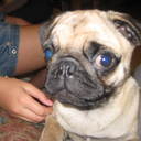 Freddie Yang - @Fre_ddie - Twitter