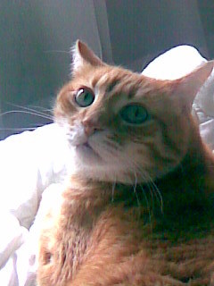 INDYLAURA's profile picture. 