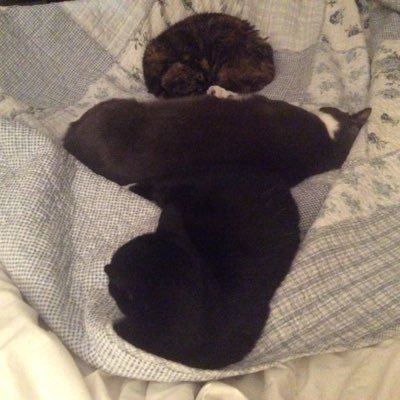 DavidGoldingay's profile picture. Pipeline corrosion expert, weather and geological nerd and watcher of the skies... and Sun. Especially. #SC25 #SolarTerminator