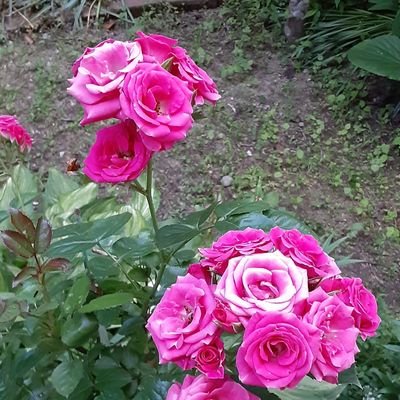 1839_skya's profile picture. 鼻詰まり系ビジュアルバンド美炎-BIEN-推し専用アカウント。ライブロスが過ぎておのが溢れる思いを鼻腔から垂れ流すために設置。慢性鼻炎さん方と繋がりたい🤧＋🍫🪐　
出没時間帯：主に深夜　
※DM不可の方無言フォロー失礼します。商業垢・エロ垢御遠慮下さい