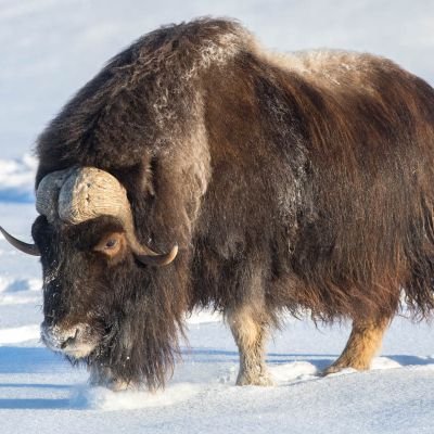JamesPodcast's profile picture. I'm a rich musk...ox. I will soon a be a poor one because I make terrible decisions.