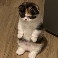 Aimee (@aimeemcculloch4) 's Twitter Profile