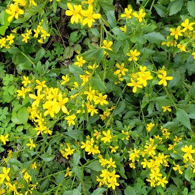 Hacernoscompost's profile picture. Compost