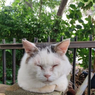 Kagura735's profile picture. 適度にゲームをやってます