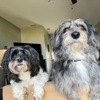 Rocco and Dobby(@RoccoAndDobby) 's Twitter Profile Photo