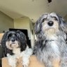 RoccoAndDobby's profile picture. The adventures of Rocco and Dobby with visits fron Mew. Our beloved Mittens is OTRB 🌈.
