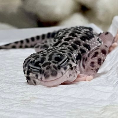 leon___05's profile picture. ▷▷22.10/23_leon☾れおん ▷▷23.01/02_ éllis☾えりす▷▷23.6/11_nia☾にあ ＿＿飼育初心者🔰 ＿＿＿＿＿＿＿＿＿＿記録用垢✍️ 無言フォロー失礼しますm(_ _)m