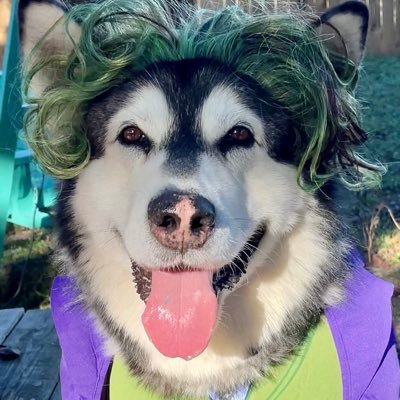 Tonka is a seven year old Alaskan malamute who is married to a gorgeous younger woman! Her name is Monroe the husky and she is four❣️