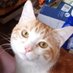 Chet the Cat ❄🌊🌊🌊🌊❄ (@chetthecat1) Twitter profile photo Chet the Cat ❄🌊🌊🌊🌊❄ (@chetthecat1) Twitter profile photo