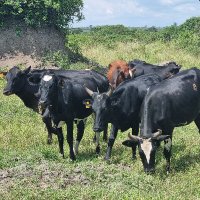 Luunda Agro Livestock Enterprise(@LuundaLivestock) 's Twitter Profileg