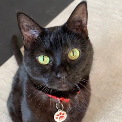 thesepawsfly's profile picture. 