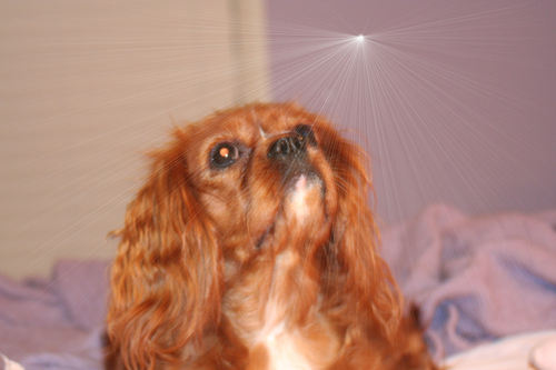 crittercall's profile picture. A REAL Southerner, born in GA and now in FL after a stint in KY. Gimme my dogs and my music and I'm almost content.