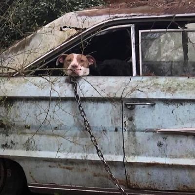 TazsWings's profile picture. 🇺🇸 ANIMAL ADVOCATE Helping homeless and rescues find their forever home. 🐕 Standing up against animal abuse.