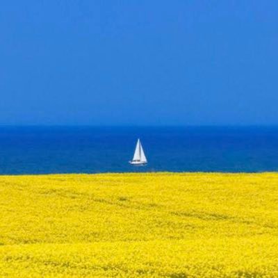 Rebellover51's profile picture. 