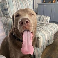 t (@tomdesee) 's Twitter Profile