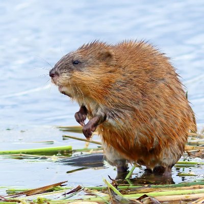 Just an elongated muskrat looking for validation in a big bad world.