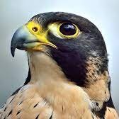 PFalcon451's profile picture. Gen X, Unvaxxed, Super-Straight, Gatekeeper & Deplorable-American. I don't care about your pronouns.

I enjoy D&D, Traveller, Gamma World, Video Games, & Guns.