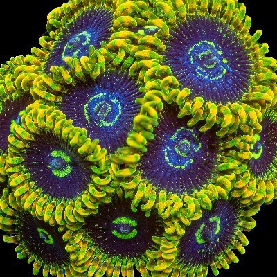 Collecting coral is our passion, sharing it with our customers is our goal!
FL Aquaculture cert# AQ0658062
Link to all of our Auctions, FB and Website