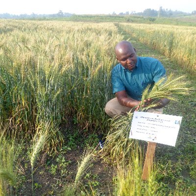 Wheat and Barley Breeder, National Agricultural Research Organisation (NARO), Uganda