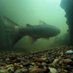 Solent and Sussex FBG Team (@fish_ecology_se) Twitter profile photo Solent and Sussex FBG Team (@fish_ecology_se) Twitter profile photo