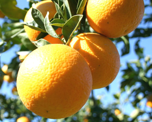 En nuestro blog queremos poner toda la información que tenga que ver con las naranjas de Valencia e información para comprar naranjas de Valencia Online.
